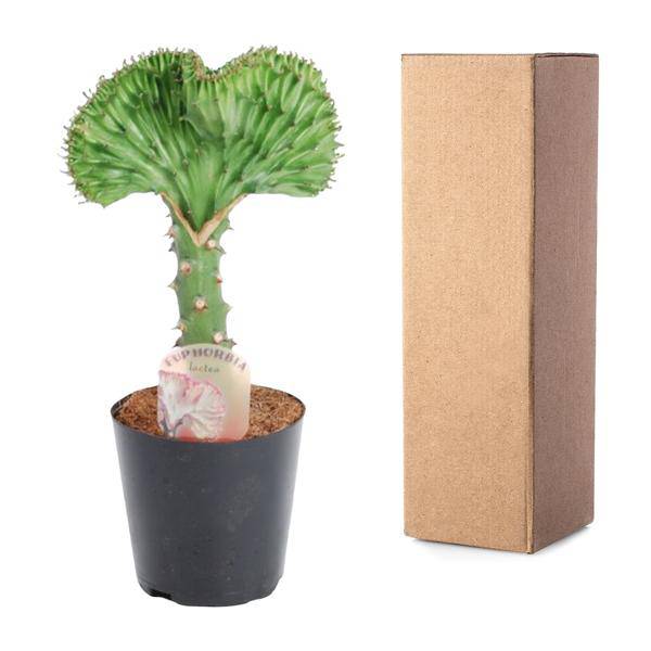 Euphorbia lactea Cristata Grün – Korallen – Wolfsmilch – Zimmerpflanze ca. 30cm – Ø10,5cm – Exotische Sukkulente in Korallenform – Plant