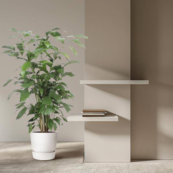 Fischschwanzpalme – Caryota Mitis – Zimmerpflanze – 140cm – Ø27cm – Exotische Palme mit fächerförmigen Blättern für Wohnzimmer und Büro – Plant