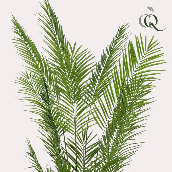 Areca Lutescens Goldpalme – Künstliche Zimmerpflanze – Tropische Palme 240cm – pflegeleichte Dekoration für Wohnzimmer, Büro & Innenräume – Plant