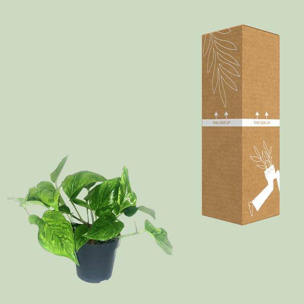 Efeutute Scindapsus Pictus Trebie – Zimmerpflanze im Ø12 cm Topf – ca. 20 cm hoch – Herzförmige Blätter mit silbernen Mustern – Pflegeleicht & luftreinigend – Plant