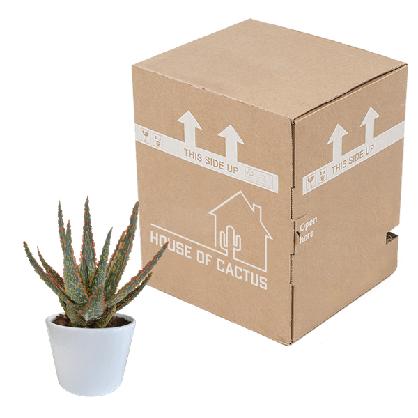 Aloe Zebrina Dannyz – Ø10,5cm Zimmerpflanze im weißen Topf – Sukkulente mit sternförmigen Blättern & orangefarbenen Akzenten – Plant