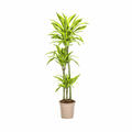 Drachenbaum Dracaena Deremensis Lemon Lime – Ø24cm – ↕130-150cm – Exotische Zimmerpflanze mit grün – gelben Blättern – Pflegeleicht & luftreinigend – Plant