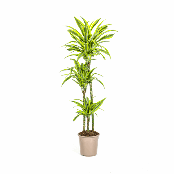 Drachenbaum Dracaena Deremensis Lemon Lime – Ø24cm – ↕130-150cm – Exotische Zimmerpflanze mit grün – gelben Blättern – Pflegeleicht & luftreinigend – Plant