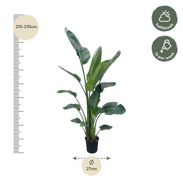 Baum – Strelitzie – Strelitzia Nicolai – Zimmerpflanze 210cm – Ø27cm – Weißer Paradiesvogel mit großen grünen Blättern – Plant