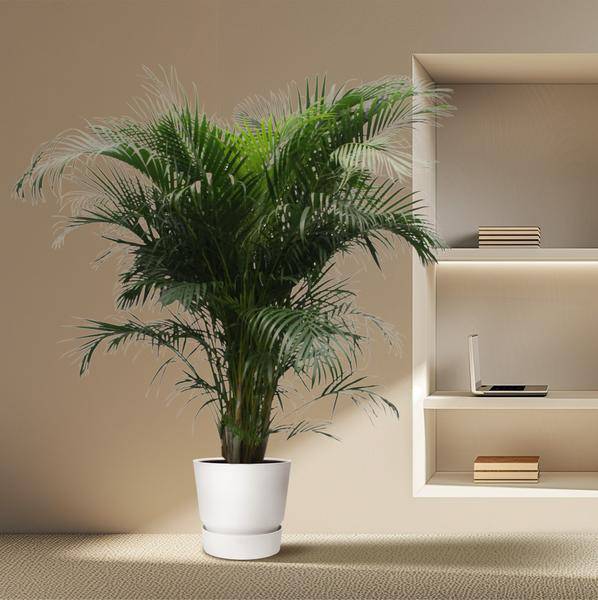 Goldfruchtpalme Dypsis Lutescens Zimmerpflanze Ø40cm ↕230cm – tropische Grünpflanze für Wohnzimmer, Büro & helle Standorte kaufen – Plant