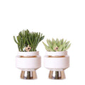 Rhipsalis 2er – Set in silbernen Le Chic Keramiktöpfen – Ø9cm – Stilvolle Zimmerpflanzen – Pflegeleichte Kakteen im eleganten Design – Plant