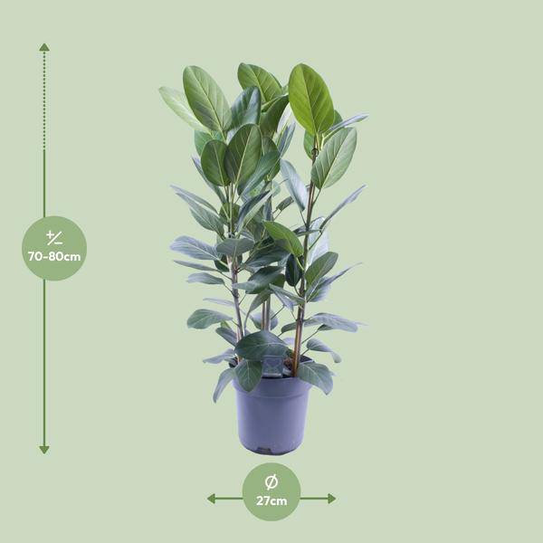 Banyanbaum – Ficus Audrey – 3 Pflanzen – Zimmerpflanze – Ø27cm – ↕105cm – Tropische Grünpflanze mit glänzenden Blättern – Pflegeleicht & dekorativ – Plant