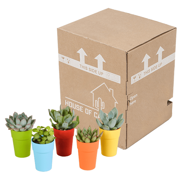 Sukkulenten Mix 5 Pflanzen Ø5,5cm – pflegeleichtes Pflanzen Set für Urban Jungle, Fensterbank, Wohnzimmer & Büro – Plant