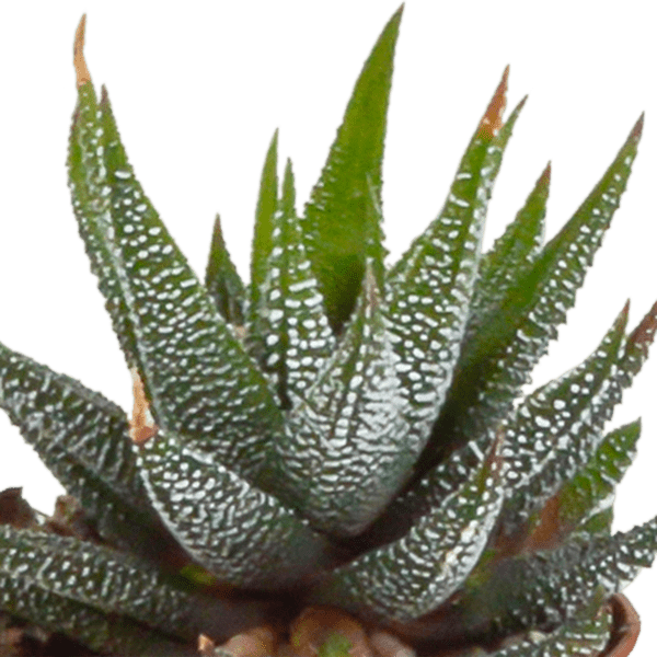 Sukkulenten Mix Gasteria & Haworthia – Ø8,5cm Zimmerpflanzen im Terrakotta – Topf – Verschiedene Mini – Sukkulenten – Plant