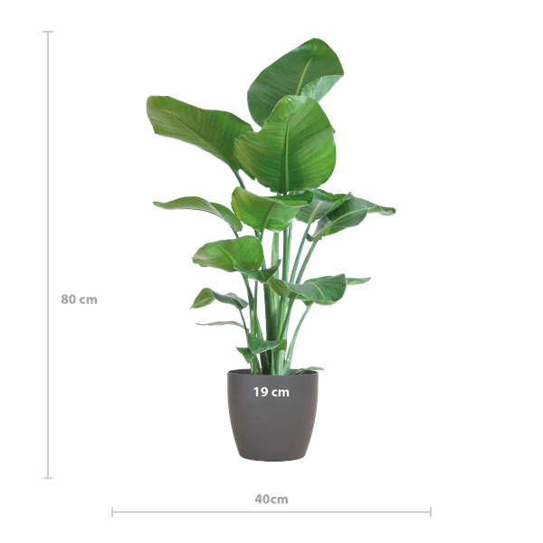 Strelitzia Nicolai – Baum – Strelitzie – Zimmerpflanze – 80cm hoch – Ø21cm – inkl. Übertopf – Paradiesvogelpflanze, tropisches Grün, pflegeleicht – Plant