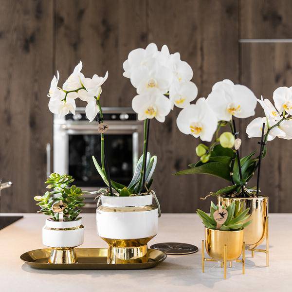 Sukkulenten 2er – Set in eleganten Le Chic Keramiktöpfen – Ø9cm – Pflegeleichte Grünpflanzen – Weiß mit goldenen Details – Dekoratives Pflanzen – Plant
