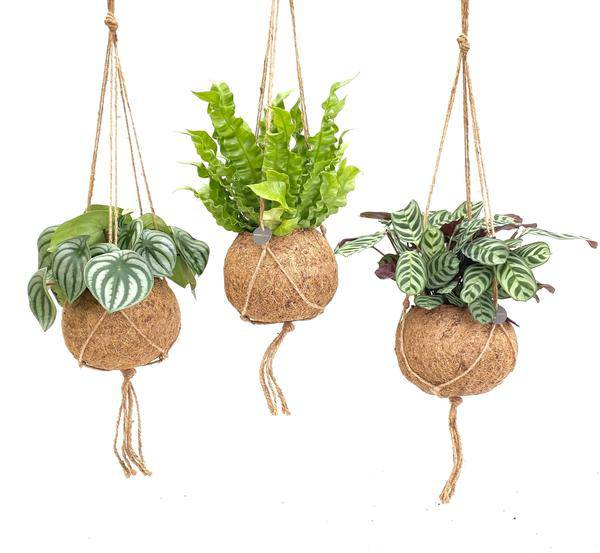 Kokodama Dschungel – Mix – Hängepflanzen Set – Zimmerpflanzen im Kokodama – Design – Ø17cm – Höhe ca. 28cm – 3 Pflanzen – Plant