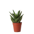 Sukkulente Aloe Brevifolia Zimmerpflanze Ø9cm – pflegeleichte Sukkulente für Wohnzimmer, Büro & helle Standorte kaufen – Plant