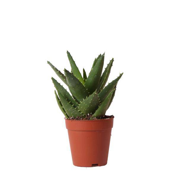 Sukkulente Aloe Brevifolia Zimmerpflanze Ø9cm – pflegeleichte Sukkulente für Wohnzimmer, Büro & helle Standorte kaufen – Plant