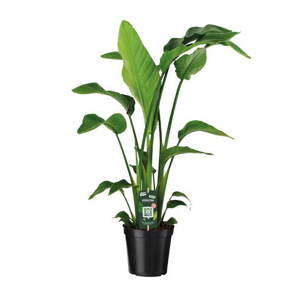 Baum – Strelitzie Strelitzia Nicolai Zimmerpflanze Ø19cm ↕90cm – tropische Grünpflanze für Wohnzimmer, Büro & helle Standorte kaufen – Plant
