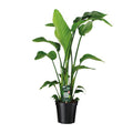 Baum – Strelitzie Strelitzia Nicolai Zimmerpflanze Ø19cm ↕90cm – tropische Grünpflanze für Wohnzimmer, Büro & helle Standorte kaufen – Plant