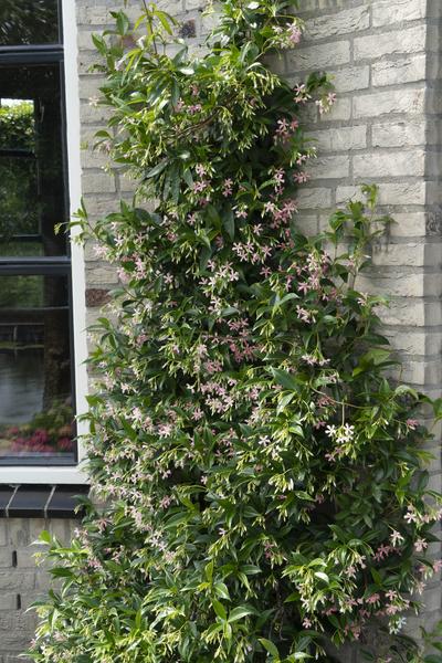 Sternjasmin Trachelospermum 'Star of Ibiza' – Rosa – Immergrüne Kletterpflanze – ca. 65cm Höhe – Duftender mediterraner Jasmin für Terrasse & Balkon – Plant