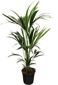 Howea Forsteriana Kentia – Forstersche Kentia – Zimmerpflanze – Ø21cm – Höhe ca. 100cm – Elegante, pflegeleichte Grünpflanze – Für Wohnzimmer & Büro – Plant