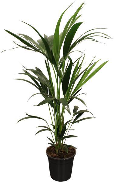 Howea Forsteriana Kentia – Forstersche Kentia – Zimmerpflanze – Ø21cm – Höhe ca. 100cm – Elegante, pflegeleichte Grünpflanze – Für Wohnzimmer & Büro – Plant