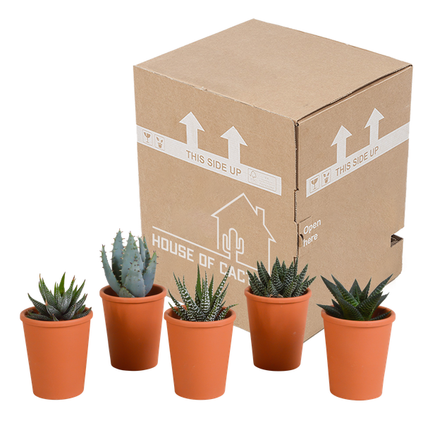 Sukkulenten Mix Gasteria & Haworthia – Ø8,5cm Zimmerpflanzen im Terrakotta – Topf – Verschiedene Mini – Sukkulenten – Plant