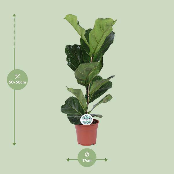 Ficus lyrata – Geigen – Feige – Zimmerpflanze – Luftreinigend – Dekorativ – Ø17cm – Höhe ca. 60cm – Pflegeleicht – Wohnzimmerpflanze – Plant