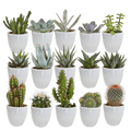 Sukkulenten & Kakteen Mix – 15 Pflanzen Ø5,5cm Zimmerpflanzen im weißen Glas – Verschiedene Mini – Sukkulenten & Kakteen – Plant
