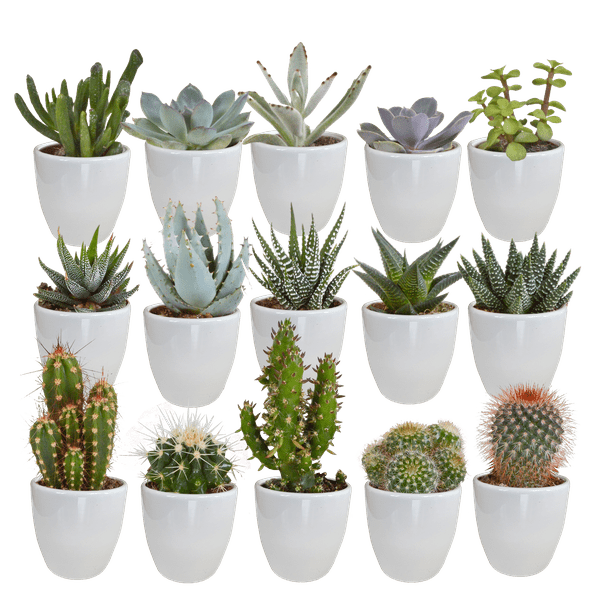 Sukkulenten & Kakteen Mix – 15 Pflanzen Ø5,5cm Zimmerpflanzen im weißen Glas – Verschiedene Mini – Sukkulenten & Kakteen – Plant