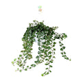 Efeu – Hedera Helix Wonder Green – Zimmerpflanze – Ø24cm – 70cm Höhe – Luftreinigend & Pflegeleicht – Kletterpflanze für Wohnräume – Plant