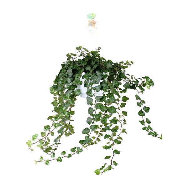 Efeu – Hedera Helix Wonder Green – Zimmerpflanze – Ø24cm – 70cm Höhe – Luftreinigend & Pflegeleicht – Kletterpflanze für Wohnräume – Plant