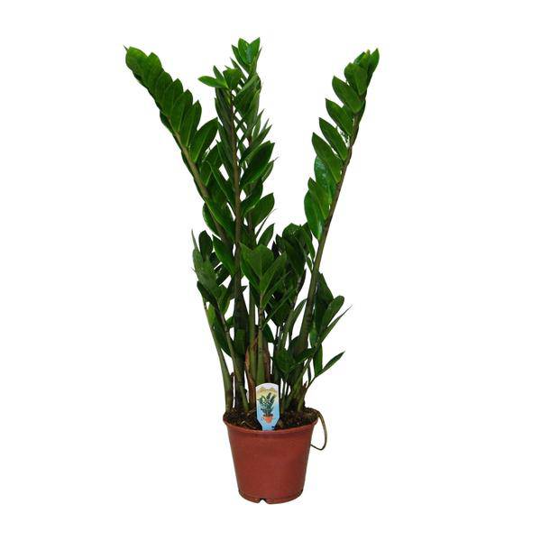 Glücksfeder Zamioculcas zamiifolia Zimmerpflanze Ø14cm ↕50cm – pflegeleichte Grünpflanze für Wohnzimmer, Büro & helle Standorte kaufen – Plant