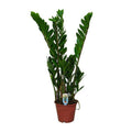 Glücksfeder Zamioculcas zamiifolia Zimmerpflanze Ø14cm ↕50cm – pflegeleichte Grünpflanze für Wohnzimmer, Büro & helle Standorte kaufen – Plant