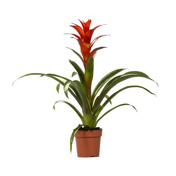 Bromelie Guzmania Ostara Zimmerpflanze Ø12cm ↕45cm – pflegeleichte Grünpflanze für Wohnzimmer, Büro & helle Standorte kaufen – Plant