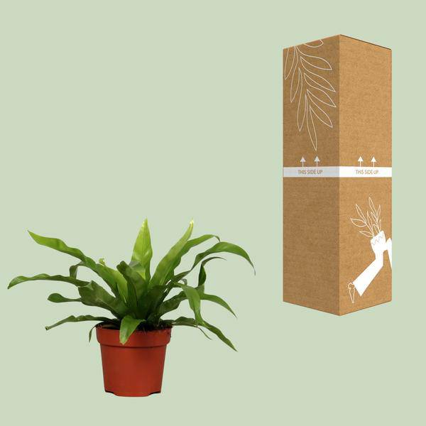 Nestfarn Asplenium antiquum – Zimmerpflanze – Ø12cm – ↕25cm – pflegeleichter Farn mit dekorativen, grünen Wedeln – Plant