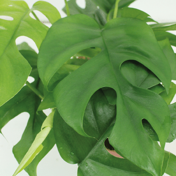 Fensterblatt – Monstera Minima – Zimmerpflanze – Ø15cm – ca. 30cm hoch – 2 Pflanzen – tropische Kletter – und Dekopflanze für Zuhause & Büro – Plant