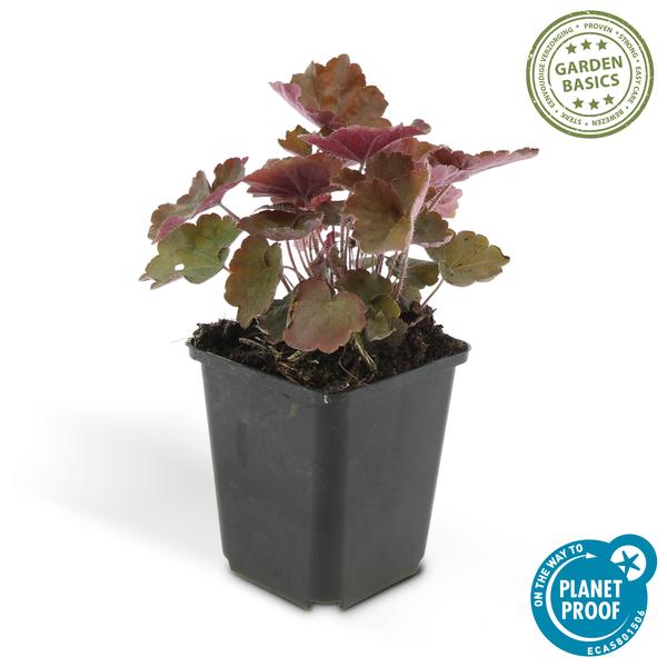 Heuchera 'Palace Purple' – Rotblättriges Silberglöckchen – Staude für Schatten & Beete – ↕10-25cm – Ø9cm – Für Garten & Pflanzgefäße – Plant