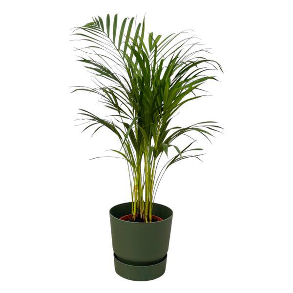 Areca Palme – Betelpalme – ca. 85cm Höhe – Zimmerpflanze luftreinigend – inkl. Blumentopf Grün Ø24xH23 – Pflegeleicht für Zimmer & Büro – Plant