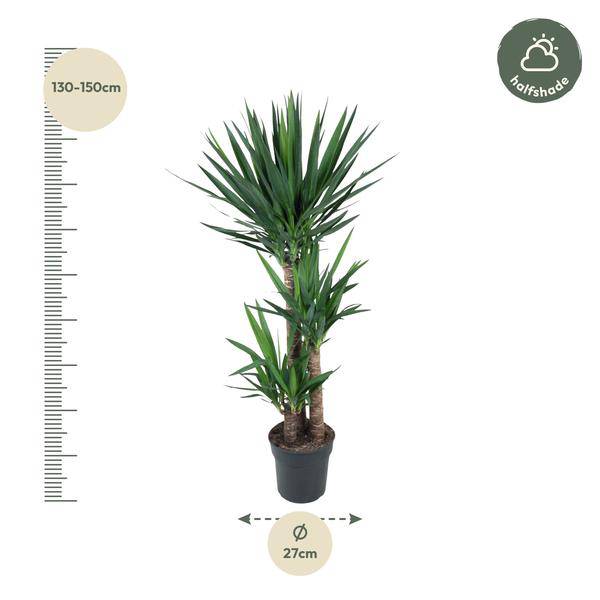 Yucca Elephantipes – Riesen – Palmlilie – Zimmerpflanze – Ø27cm – ↕140cm – Pflegeleicht & Robust – Für Innen & Außen – Plant