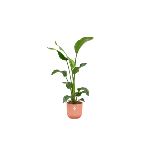 Strelitzia Nicolai Baum-Strelitzie – ca. 100cm hoch – Ø22cm – Inkl. Pflanztopf Rosa – Tropische Zimmerpflanze mit großen Blättern – Exotische Grünpflanze für Wohnzimmer & Büro – Plant