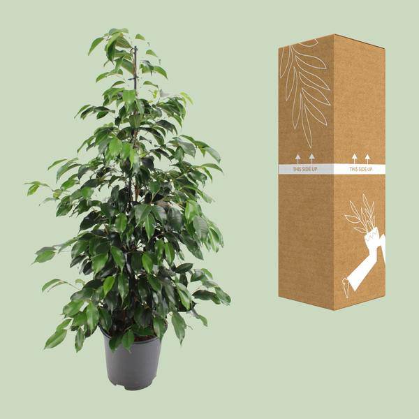 Birkenfeige – Ficus benjamina Danielle – Ø21cm – ca. 95–105cm hoch – Zimmerpflanze mit glänzend grünen Blättern – Pflegeleichte & luftreinigende Grünpflanze – Plant