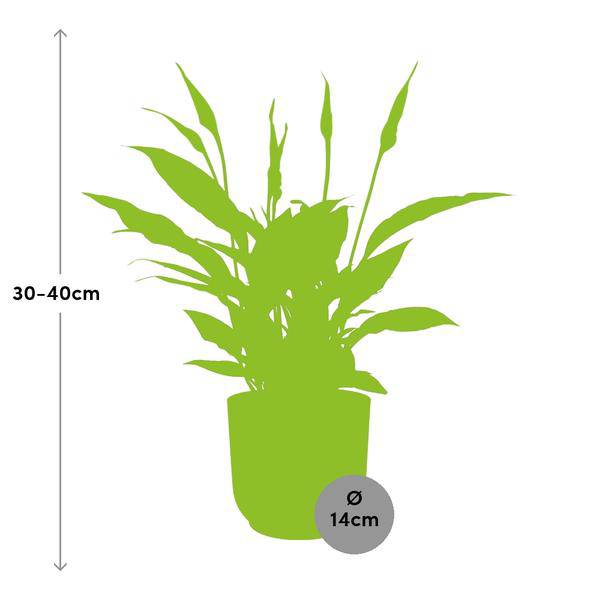 Einblatt Spathiphyllum Torelli Zimmerpflanze Ø12cm – pflegeleichte Grünpflanze für Wohnzimmer, Büro & helle Standorte kaufen – Plant