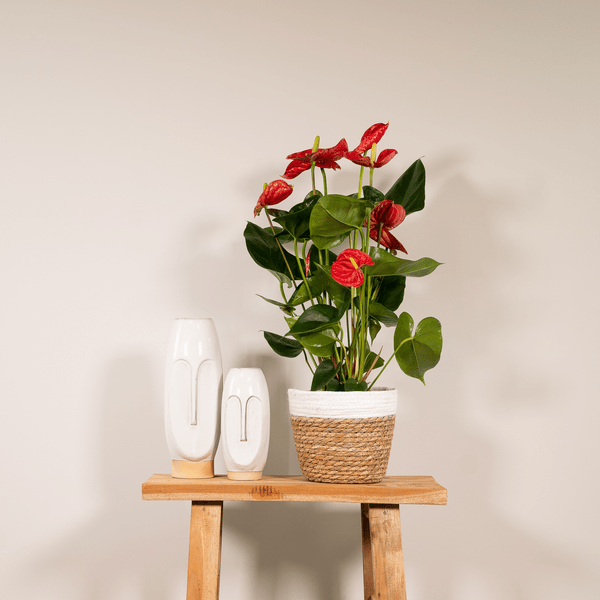 Flamingoblume – Anthurium Rot – Zimmerpflanze – Ø17cm – ↕55cm – Elegante rote Blüten – Pflegeleichte Zimmerpflanze – Plant