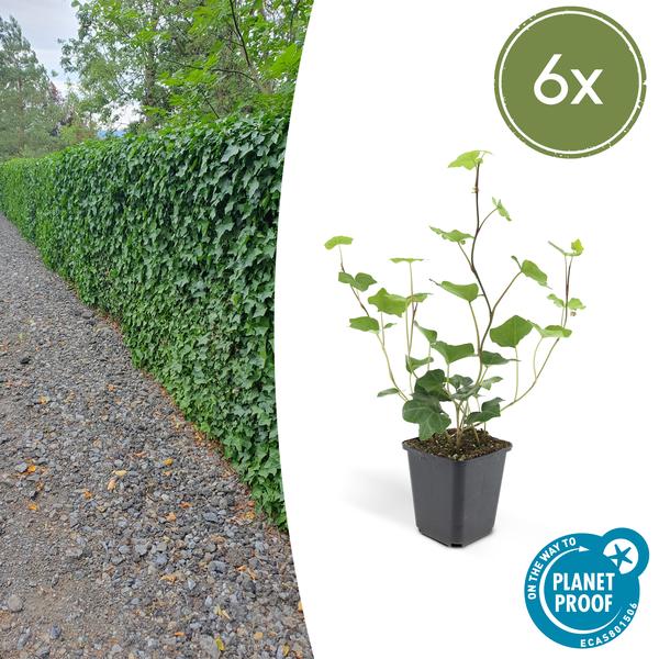 Großblättriger Irischer Efeu Hedera hibernica – Kletterpflanze & Bodendecker – Ø9cm – ↕10-25cm – pflegeleicht & robust – Plant