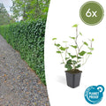 Großblättriger Irischer Efeu Hedera hibernica – Kletterpflanze & Bodendecker – Ø9cm – ↕10-25cm – pflegeleicht & robust – Plant