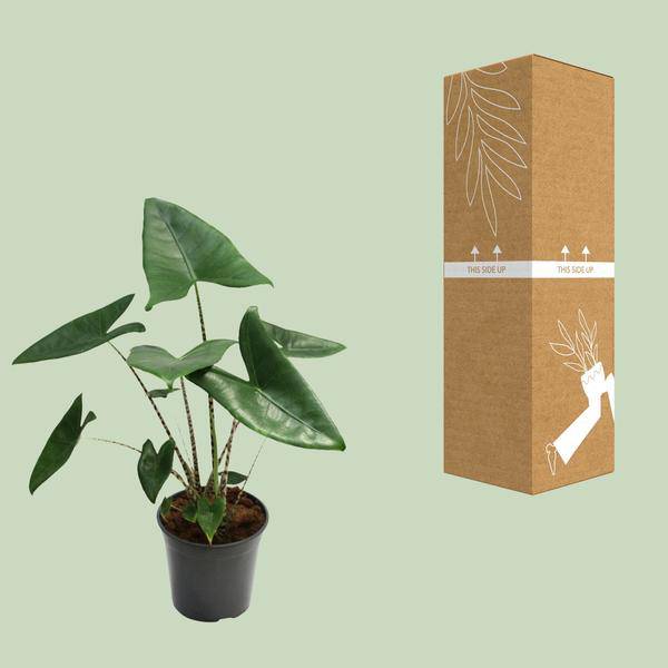 Tiger-Pfeilblatt – Alocasia Zebrina – Zimmerpflanze – Ø21cm – Höhe 80cm – Exotische Tropenpflanze mit zebraartig gemusterten Stielen – Pflegeleichte, luftreinigende Grünpflanze