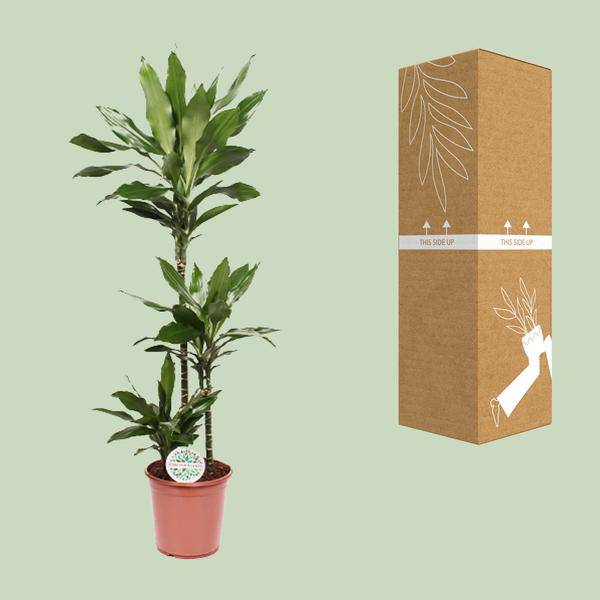 Drachenbaum – Dracaena Janet Lind – Zimmerpflanze – Ø24cm – ↕130cm – Pflegeleichte Grünpflanze für Zuhause & Büro – Plant