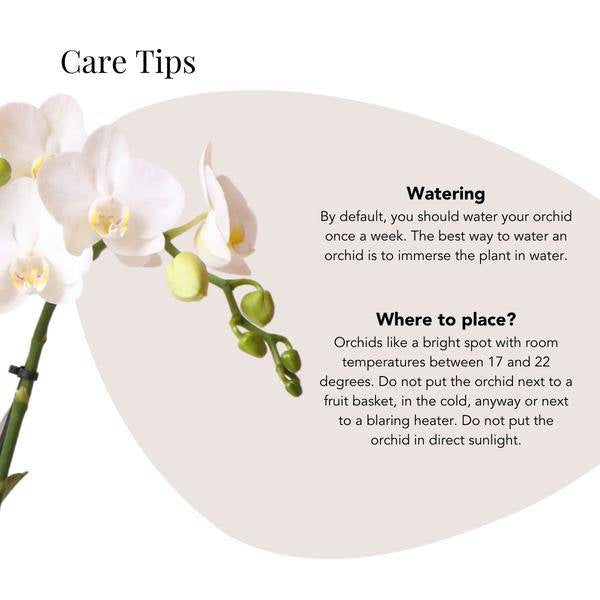 Phalaenopsis Orchidee Amabilis Weiß – inkl. Elite Keramiktopf Silber – Zimmerpflanze ca. 35cm – Edle Orchidee mit 2-3 Blütenstielen – Plant