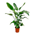Baum – Strelitzie Strelitzia Nicolai Zimmerpflanze Ø24cm ↕150cm – tropische Grünpflanze für Wohnzimmer, Büro & helle Standorte kaufen – Plant
