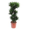 Drachenbaum Dracaena Compacta – 140cm hoch – Ø30cm – Elegante Zimmerpflanze mit dichtem dunkelgrünem Blattwerk – pflegeleicht – für Zimmer & Büro – Plant