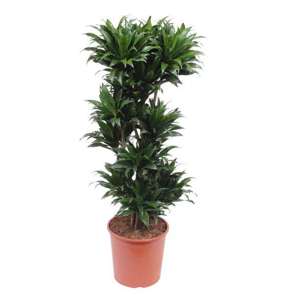 Drachenbaum Dracaena Compacta – 140cm hoch – Ø30cm – Elegante Zimmerpflanze mit dichtem dunkelgrünem Blattwerk – pflegeleicht – für Zimmer & Büro – Plant