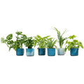 Überraschungskiste – 6 verschiedene Zimmerpflanzen + Keramiktopf Ocean Blue Ø14cm – grüne Vielfalt für Zuhause & Büro – pflegeleicht & dekorativ – Plant